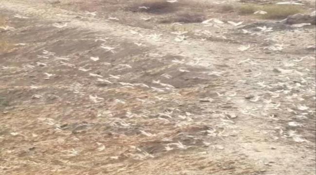 فريق لإجراء مسوحات ميدانية عن وضع الجراد بوادي #حضـرموت