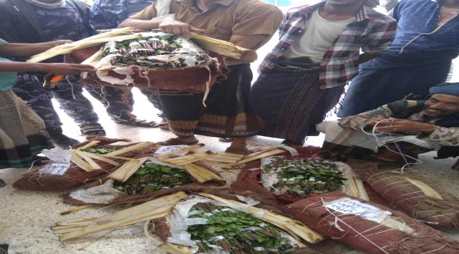 حضرموت.. أمن مديرية الضليعه يحبط محاولة تهريب للقات