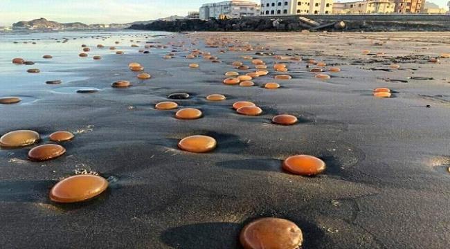 نفوق قناديل بحرية في سأحل أبين بعدن