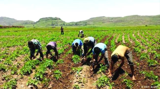 الحوثيون يطالبون المزارعين بدفع نصف محاصيلهم لدعم المجهود الحربي