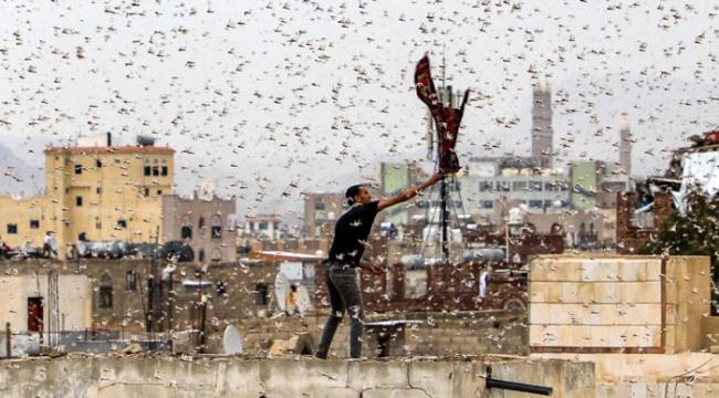 استنفار السعودية تستنفر لمكافحة أسراب الجراد القادمة من اليمن