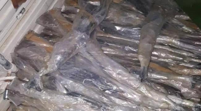 حزب الإصلاح في تعز يوزع أسلحة التحالف العربي لمعسكرات موالية لقطر 
