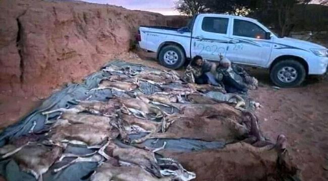 مجزرة بحق حيوانات مهددة بالانقراض بشبوة