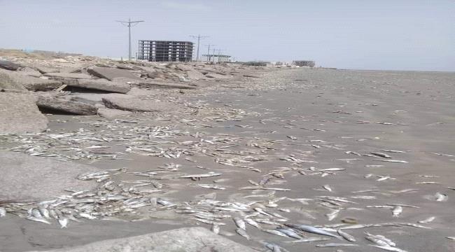 خبير جيوفيزيائي يقدم تفسيرا علميا لتغير لون البحر في ساحل أبين بمحافظة عدن ونفوق عدد من الأسماك 