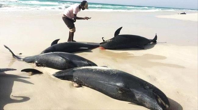 نفوق جماعي للدلافين في سقطرى يثير قلقًا بيئيًا عميقًا