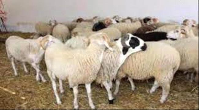 أسعار اللحوم في العاصمة عدن اليوم الأحد الموافق 8 يونيو