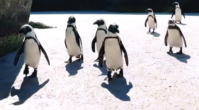 «الإمبراطور» يواجه الانقراض 